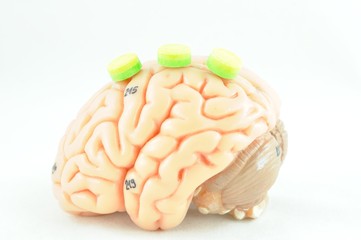 human brain anatomy model