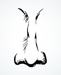 Nose. Vector drawing icon sign