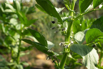 Natural orchard, ecological and bio growing plants