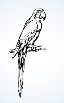 Parrot bird icon. Vector drawing