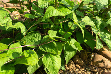 Natural orchard, ecological and bio growing plants