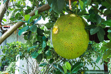 Big jackfruit on the tree was drilled and destroyed are holes from bird and insects garden inside...