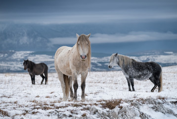 Fototapeta na wymiar Three wild horses in a winter landscape in Bosnia