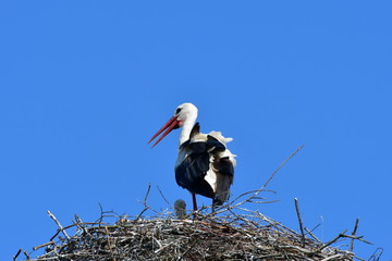young stork against blue sky,Zahlinice,Czech republik