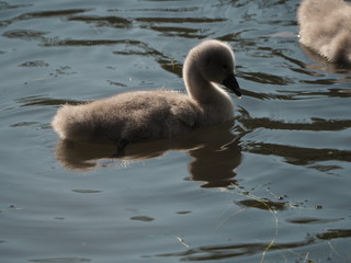 A new born cygnet taking to the water. 