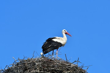 young stork against blue sky,Zahlinice,Czech republik