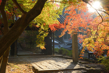 紅葉