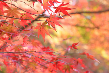 紅葉