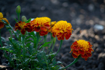 Selective focus to a front group of short and tall Marigold flower had bright orange petals.