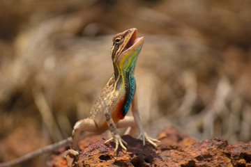Fan Throated Lizard, Sitana ponticeriana, Close-up, Satara, Maharashtra, India.