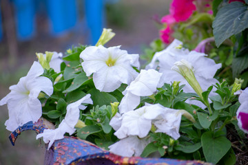 Close-up of white Petunia flowers and green leaves