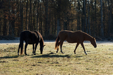 Horse and autumn season, Auvergne, France.