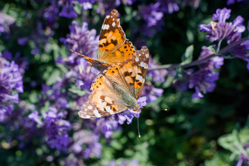 butterfly on flower