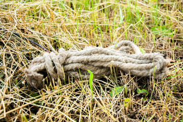 old rope or rope lies in the grass.