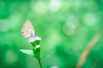 Butterflies feed on nectar from flowers.
