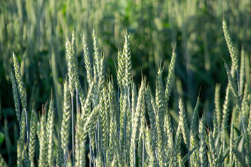 green wheat field and beautiful Sunny day