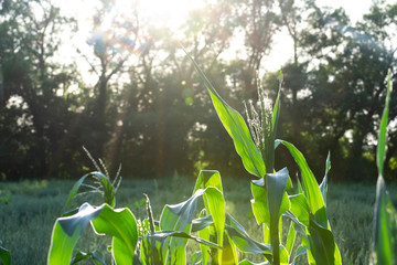 green corn leaves against summer sun and trees