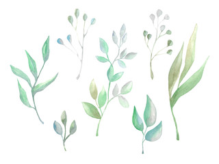 Fototapeta na wymiar Set of leaves and wild herbs. Watercolor herbs