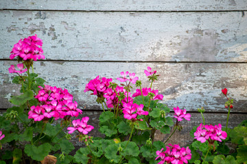 Flowers of purple petunia on wooden background, retro design