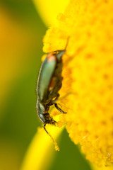 Garden flower with green beetle