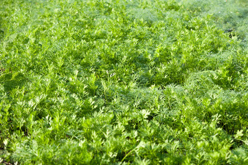 Fototapeta na wymiar green fresh lettuce on the bed in the morning in summer