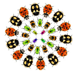 Beetles. Circular design with flower chafers beetles and ladybugs (ladybird beetles). Isolated on a white background