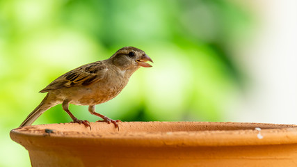 House sparrow (juvenile) perching on clay bowl of water