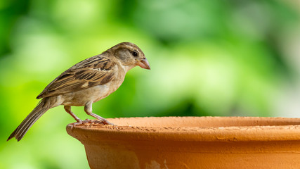 House sparrow (juvenile) perching on clay bowl of water