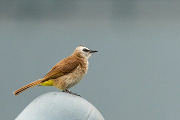 Yellow-vented bulbul perching on a plastic dome in urban area