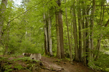 Forest trees