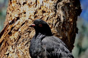 pigeon