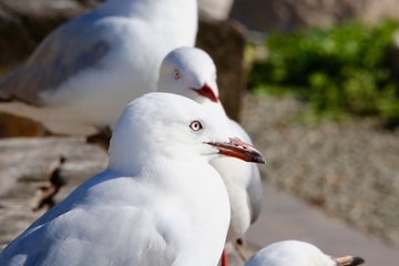 seagulls