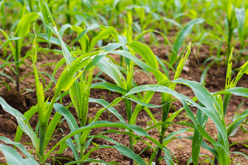 Corn leaf damage by insect and worm, Corn leaf damaged by fall armyworm Spodoptera frugiperda