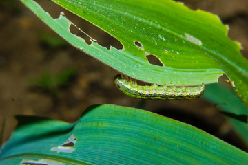 fall armyworm Spodoptera frugiperda on corn leaf. Corn leaves damage by worms