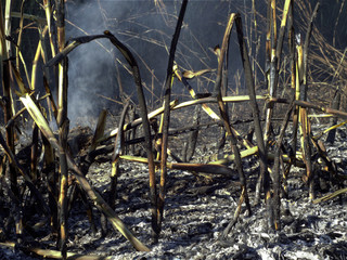 Burning reeds on ashes