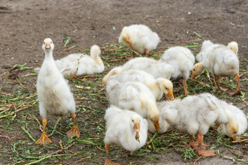 goslings in the village