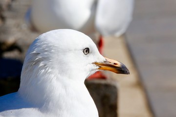 seagull