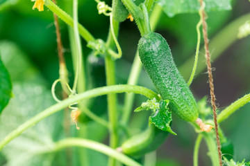 The ripened vegetable a cucumber hangs on a branch in a hotbed. Close up