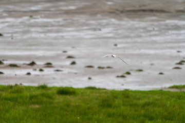 Möwe im Flug an der Küste