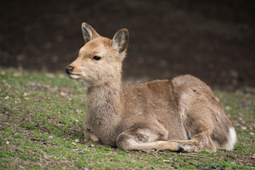 A local Japan deers in nara park. world heritage city in Japan