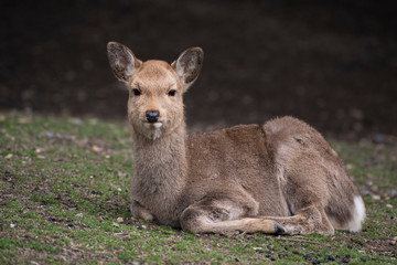 A local Japan deers in nara park. world heritage city in Japan
