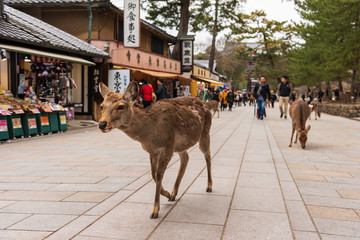 A local Japan deers in nara park. world heritage city in Japan - obrazy, fototapety, plakaty