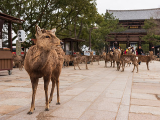 A local Japan deers in nara park. world heritage city in Japan