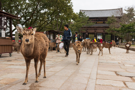A local Japan deers in nara park. world heritage city in Japan
