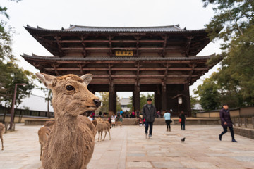 Naklejka premium A local Japan deers in nara park. world heritage city in Japan