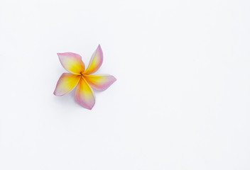 Fototapeta na wymiar Fresh beautiful Plumeria flower isolate on white background
