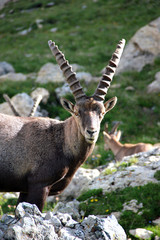 savoie grand perron des encombres bouquetin alpes