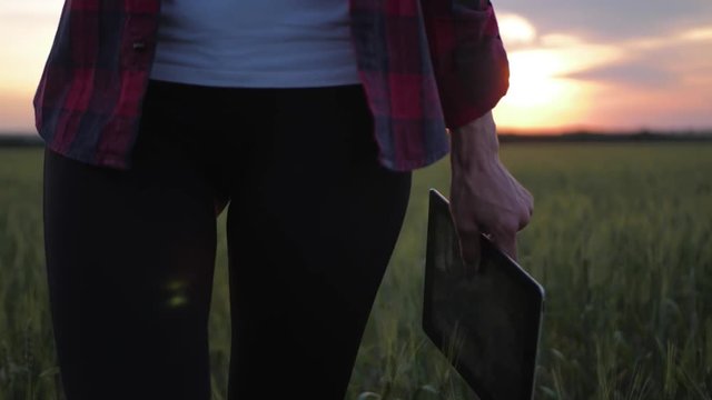 Pretty young woman with tablet computer working in wheat field at sunset. The girl uses a tablet, plans to harvest. Tapping the tablet screen. The concept of technology in agriculture.