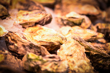 fresh seafood within the fish market in Spain - octopus, shells, shrimps, fish, oysters, lobster 