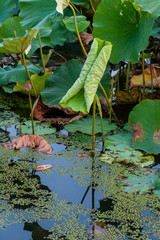 円筒状に巻き込んだ蓮の葉